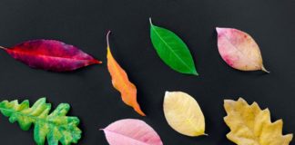 Leaf Identification