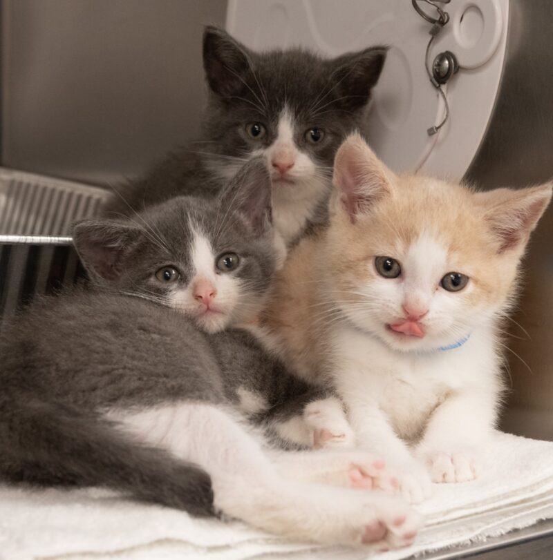 Kitten Season Where to Adopt a Kitten in the Ann Arbor Area Ann