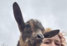 Meet Emily Rebelleof A2’s Waymeet Homestead